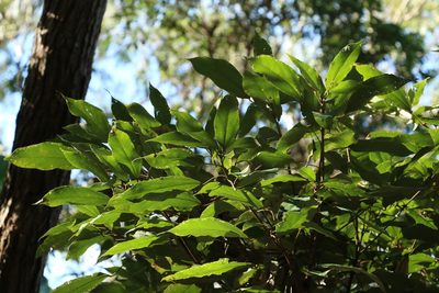 Mallotus philippensis, photographed by Greg Tasney