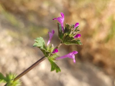 Lamium amplexicaule, photographed by Daniel S.