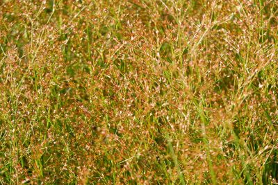 Juncus diffusissimus, photographed by Bonnie Semmling