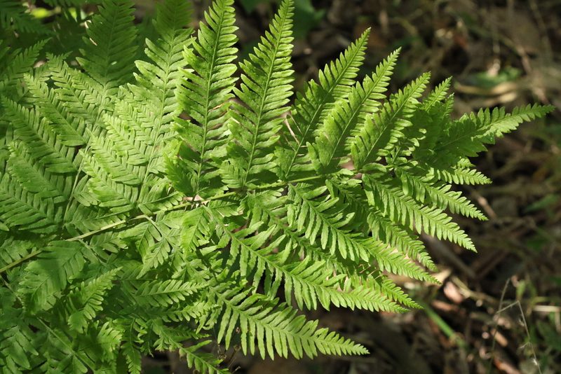 Pteris tremula, photographed by Greg Tasney
