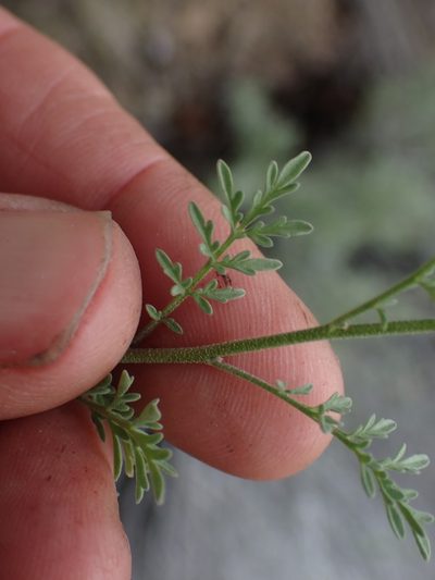 Descurainia incisa, photographed by Shane Johnson
