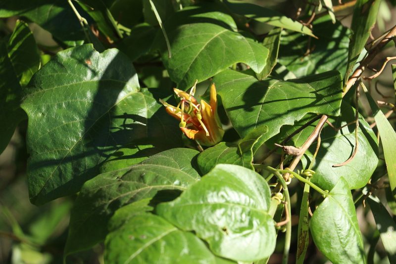 Passiflora herbertiana, photographed by Greg Tasney