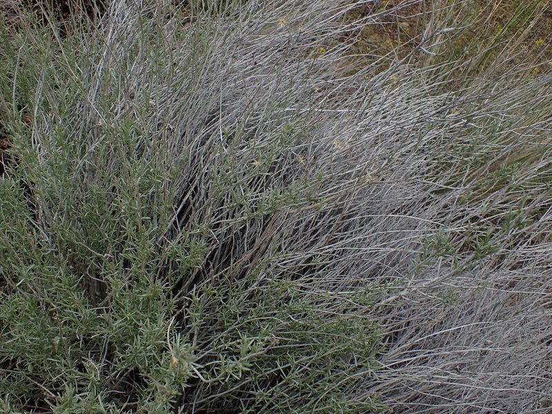 Chrysothamnus viscidiflorus, photographed by Shane Johnson