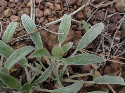 Phacelia hastata, photographed by Shane Johnson
