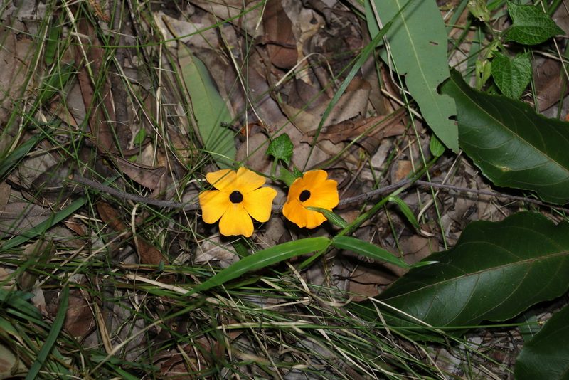 Thunbergia alata, photographed by Greg Tasney