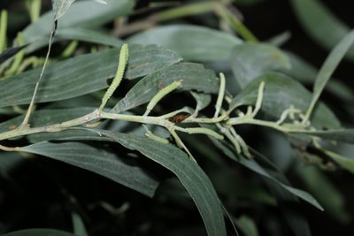 Acacia leiocalyx, photographed by Greg Tasney