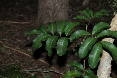 Cupaniopsis anacardioides, photographed by Greg Tasney