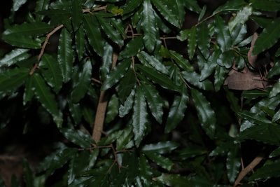 Ochna serrulata, photographed by Greg Tasney