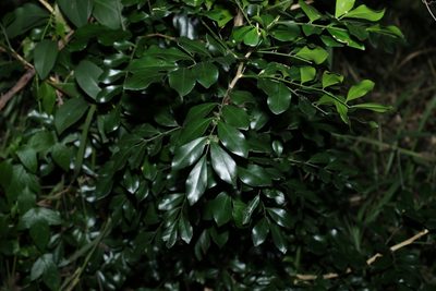 Murraya paniculata, photographed by Greg Tasney