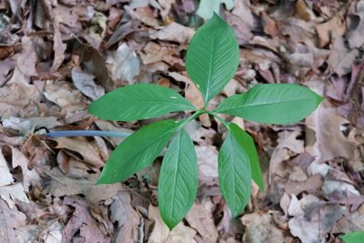 Arisaema dracontium, photographed by Bonnie Semmling