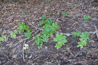 Podophyllum peltatum, photographed by Bonnie Semmling