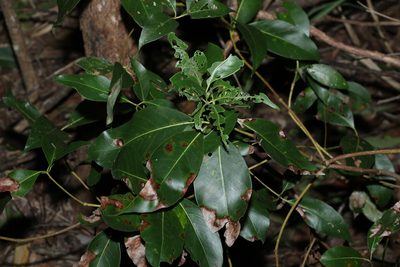 Lophostemon confertus, photographed by Greg Tasney