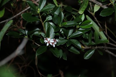 Rhaphiolepis indica, photographed by Greg Tasney
