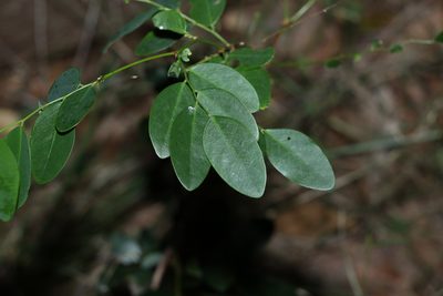 Breynia oblongifolia, photographed by Greg Tasney