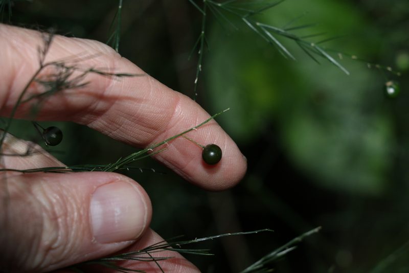Asparagus virgatus, photographed by Greg Tasney