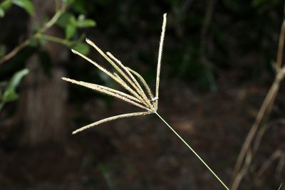 Chloris gayana, photographed by Greg Tasney