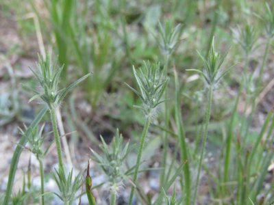 Plantago aristata, photographed by jfox16