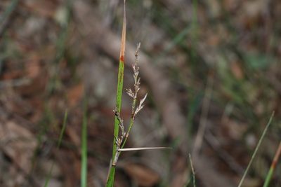 Lepidosperma laterale, photographed by Greg Tasney