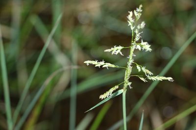 Leersia hexandra, photographed by Greg Tasney