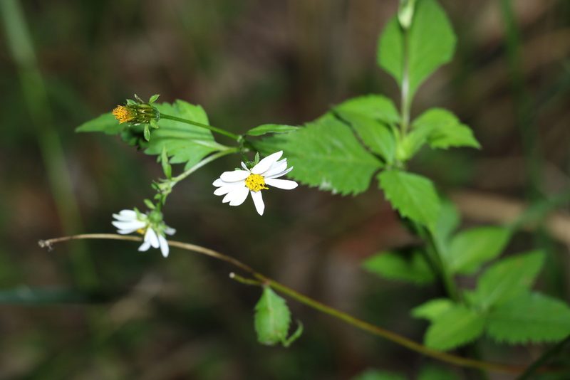 Bidens pilosa, photographed by Greg Tasney