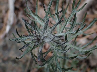 Ipomopsis aggregata, photographed by Shane Johnson