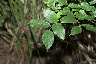 Celtis sinensis, photographed by Greg Tasney