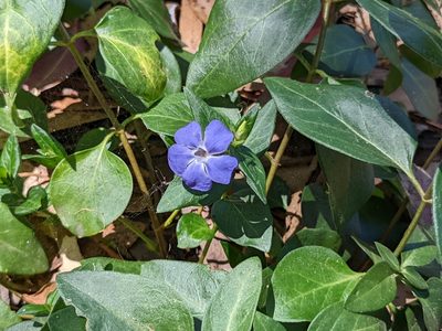 Vinca major, photographed by Anthony