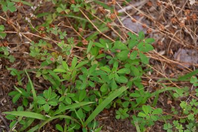 Kummerowia striata, photographed by Bonnie Semmling