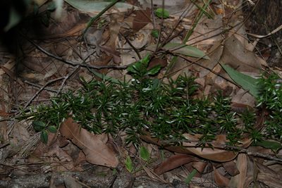 Asparagus aethiopicus, photographed by Greg Tasney