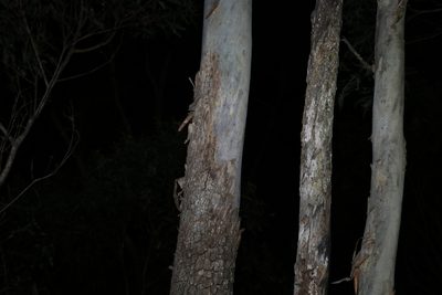 Corymbia tessellaris, photographed by Greg Tasney