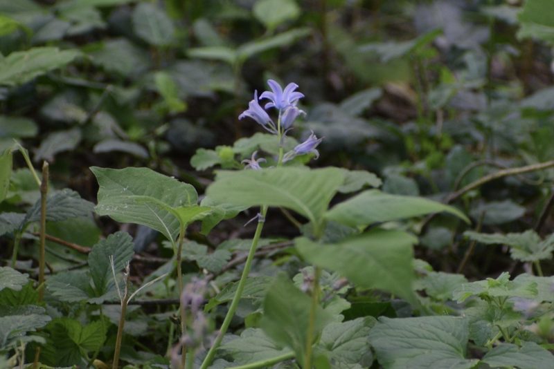 Hyacinthoides hispanica, photographed by Neli Kanonerova