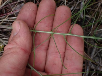 Crepis atribarba, photographed by Shane Johnson