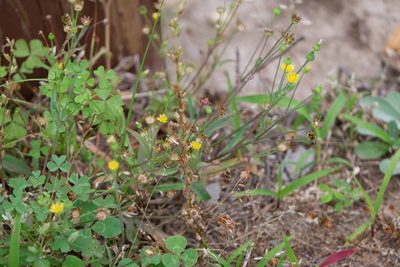 Krigia cespitosa