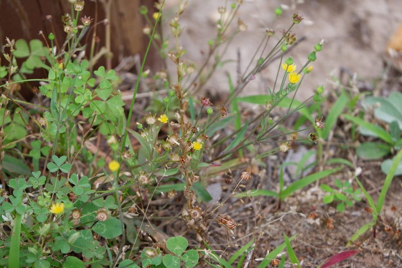 Krigia cespitosa, photographed by Bonnie Semmling