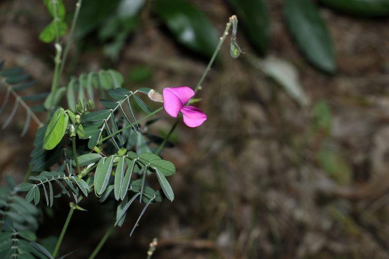 Tephrosia grandiflora, photographed by Greg Tasney