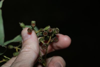 Eucalyptus siderophloia, photographed by Greg Tasney