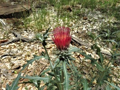 Cirsium arizonicum
