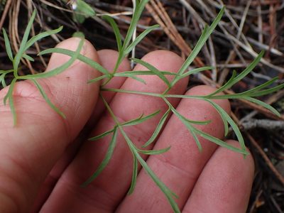 Lomatium geyeri, photographed by Shane Johnson