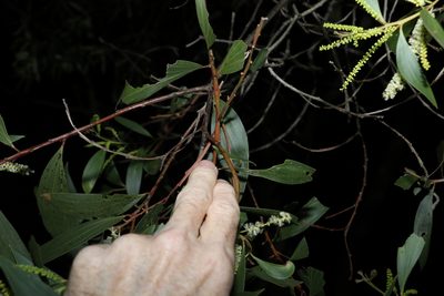 Acacia leiocalyx, photographed by Greg Tasney