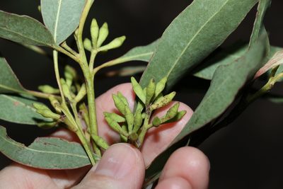 Eucalyptus siderophloia, photographed by Greg Tasney