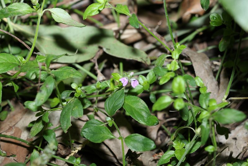Rostellularia obtusa, photographed by Greg Tasney