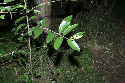 Alphitonia excelsa, photographed by Greg Tasney