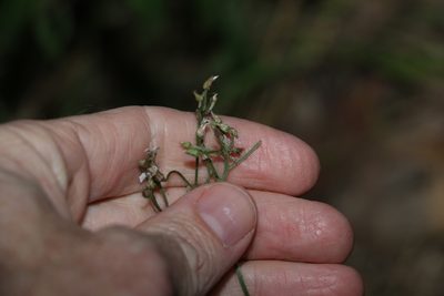 Cyanthillium cinereum, photographed by Greg Tasney