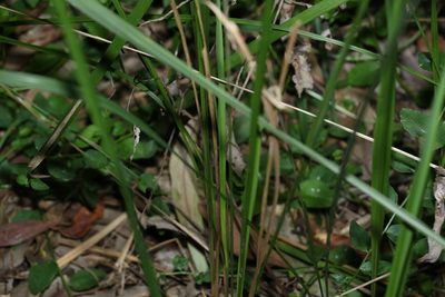 Imperata cylindrica, photographed by Greg Tasney