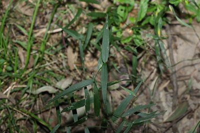 Eustrephus latifolius, photographed by Greg Tasney