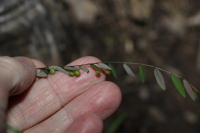 Phyllanthus virgatus, photographed by Greg Tasney