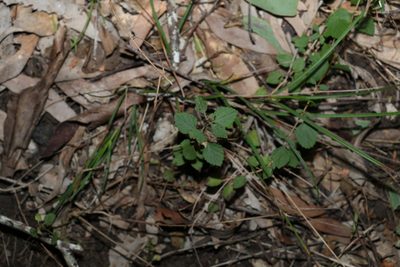 Lantana montevidensis, photographed by Greg Tasney