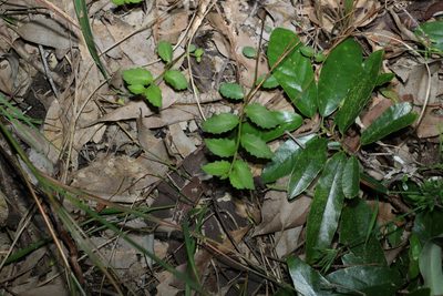 Lobelia purpurascens, photographed by Greg Tasney