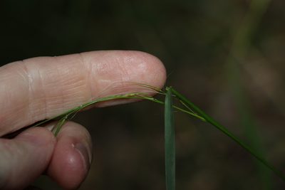 Microlaena stipoides, photographed by Greg Tasney