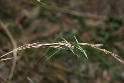 Cymbopogon refractus, photographed by Greg Tasney